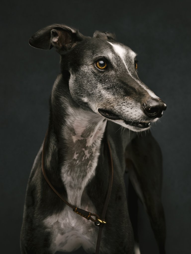 Greyhound dog posing against dark background.