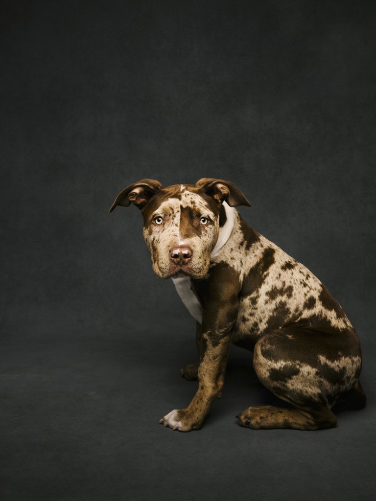 Brindle dog sitting on dark background.