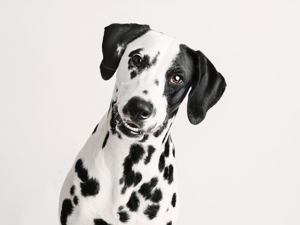 Dalmatian dog with head tilted, white background