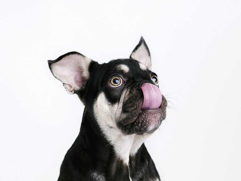 French Bulldog licking its nose, white background