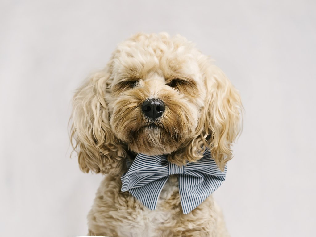 Cute dog with a striped bowtie.