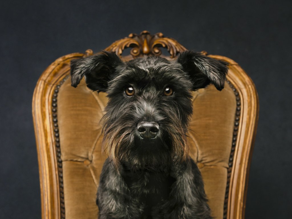 Black dog on vintage chair, brown backdrop