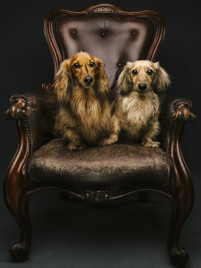 Two dachshunds on a vintage armchair.