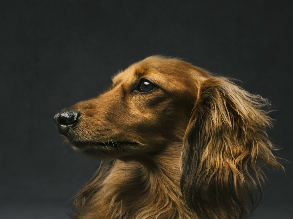 Long-haired dachshund profile on dark background.