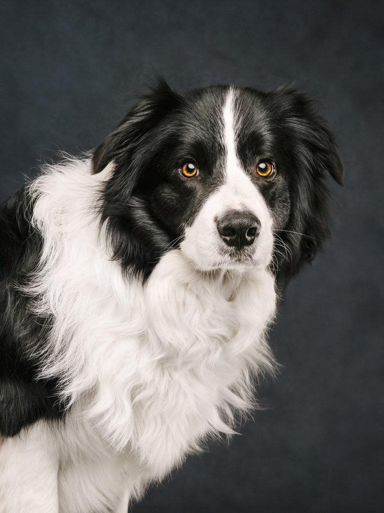 Black and white Border Collie portrait