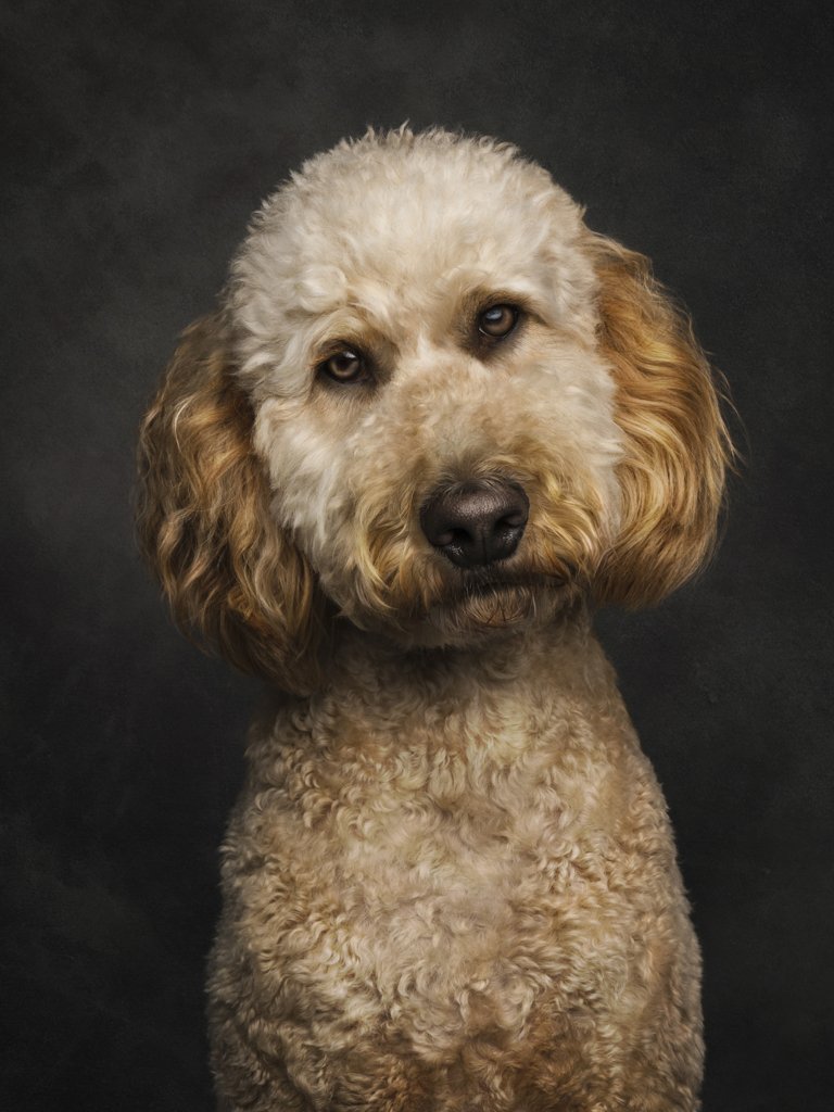 Fluffy dog with curly fur against dark background