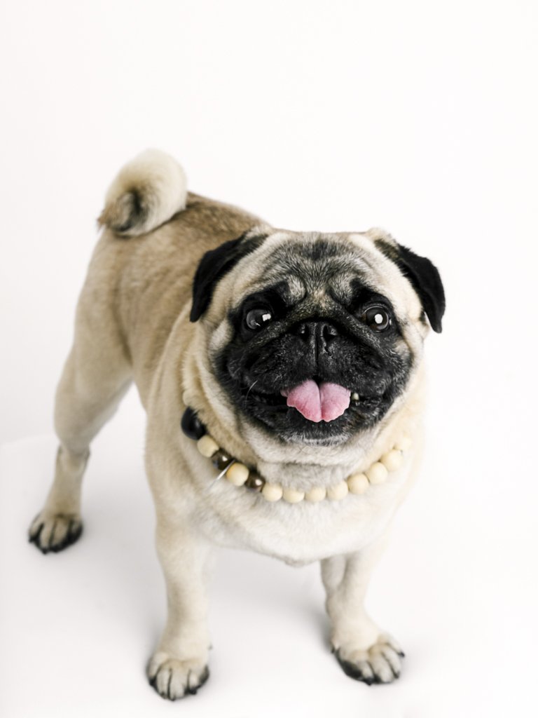 Smiling pug wearing a beaded collar.