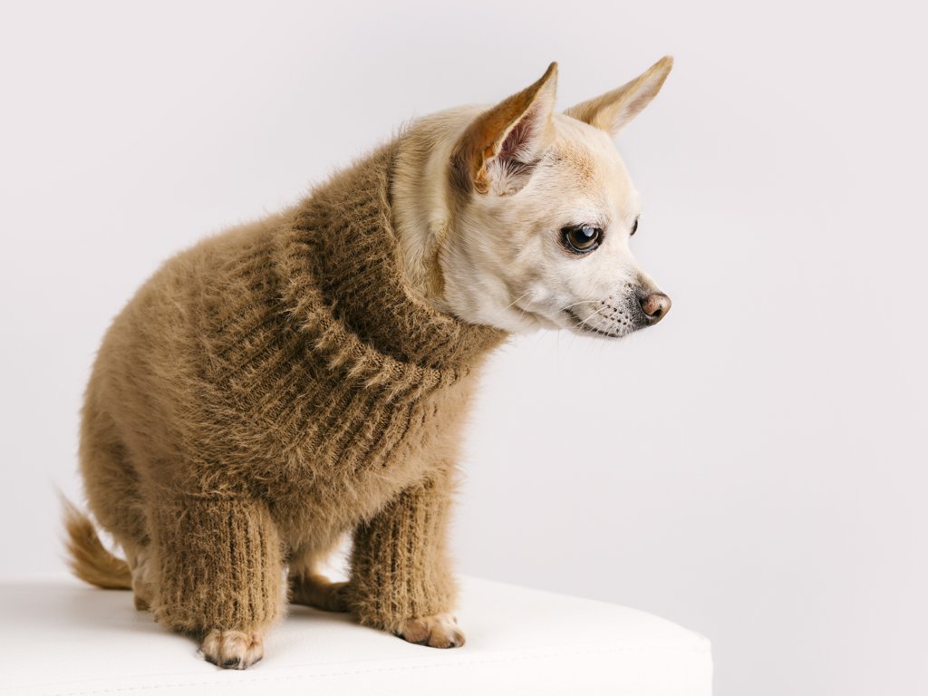 Chihuahua wearing a cosy brown sweater on white background.