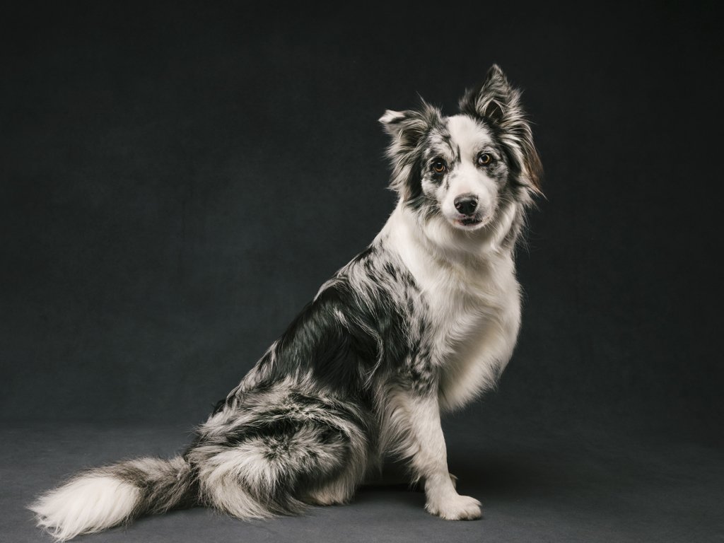 Black and white Border Collie in studio portrait.