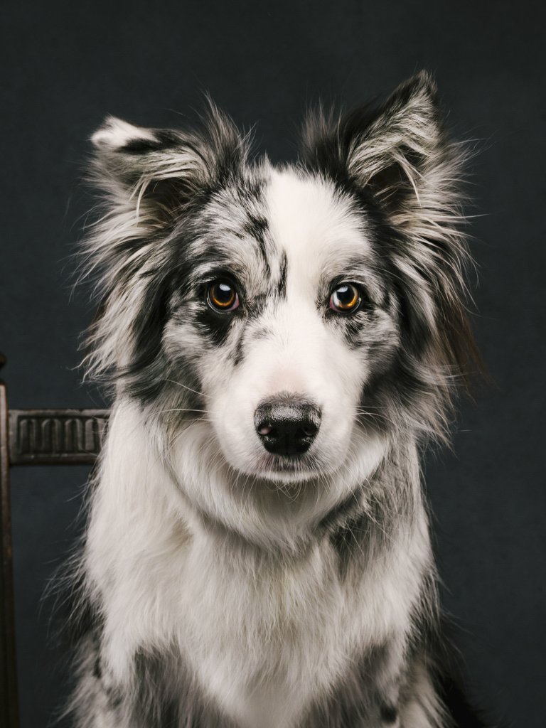 Merle Border Collie with alert ears and eyes