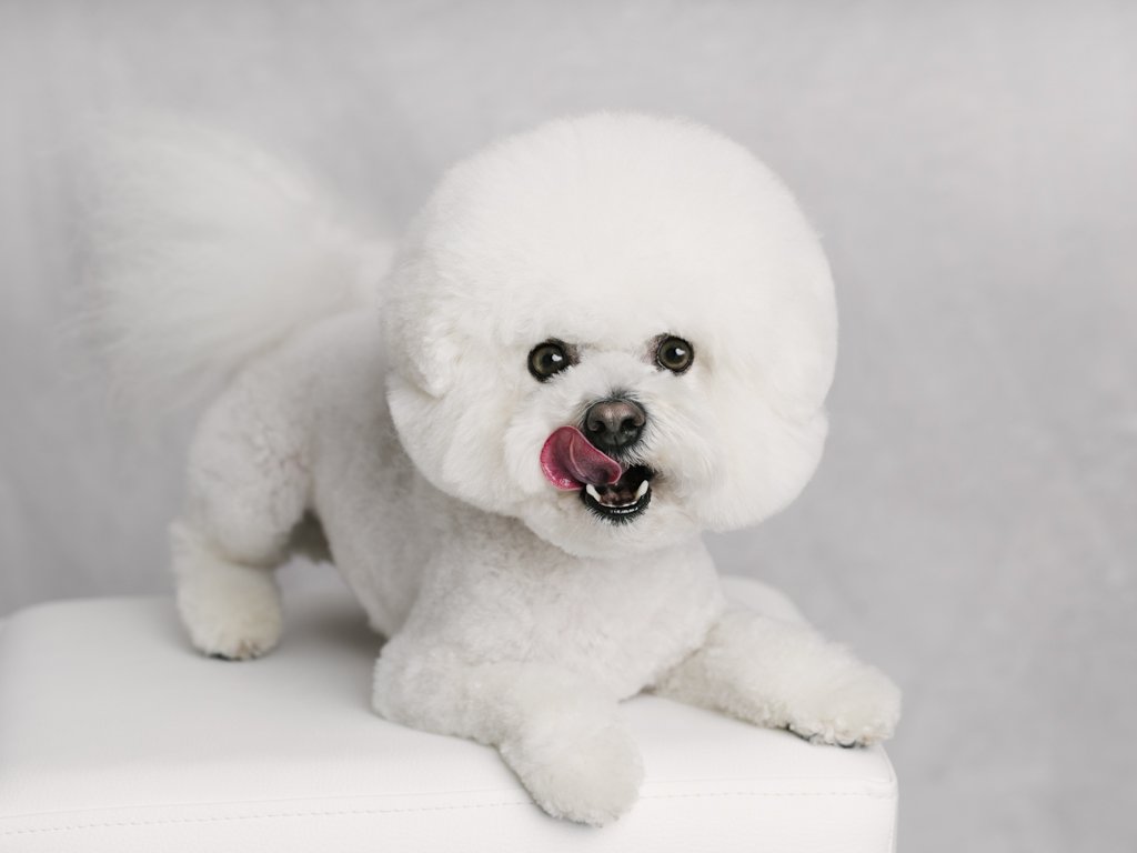 Fluffy white dog licking nose on stool.