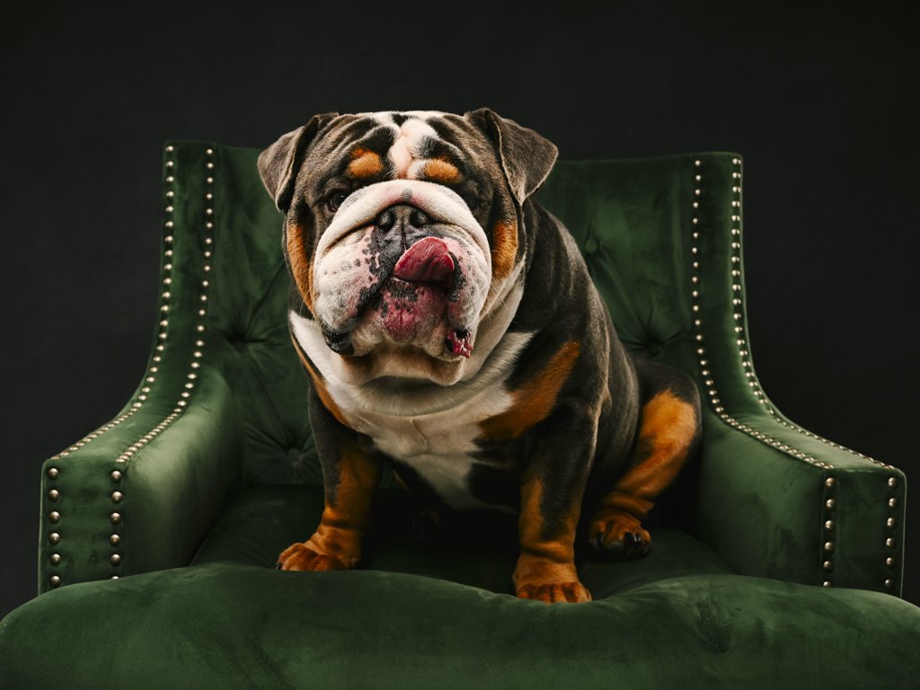 Bulldog sitting on a green velvet chair