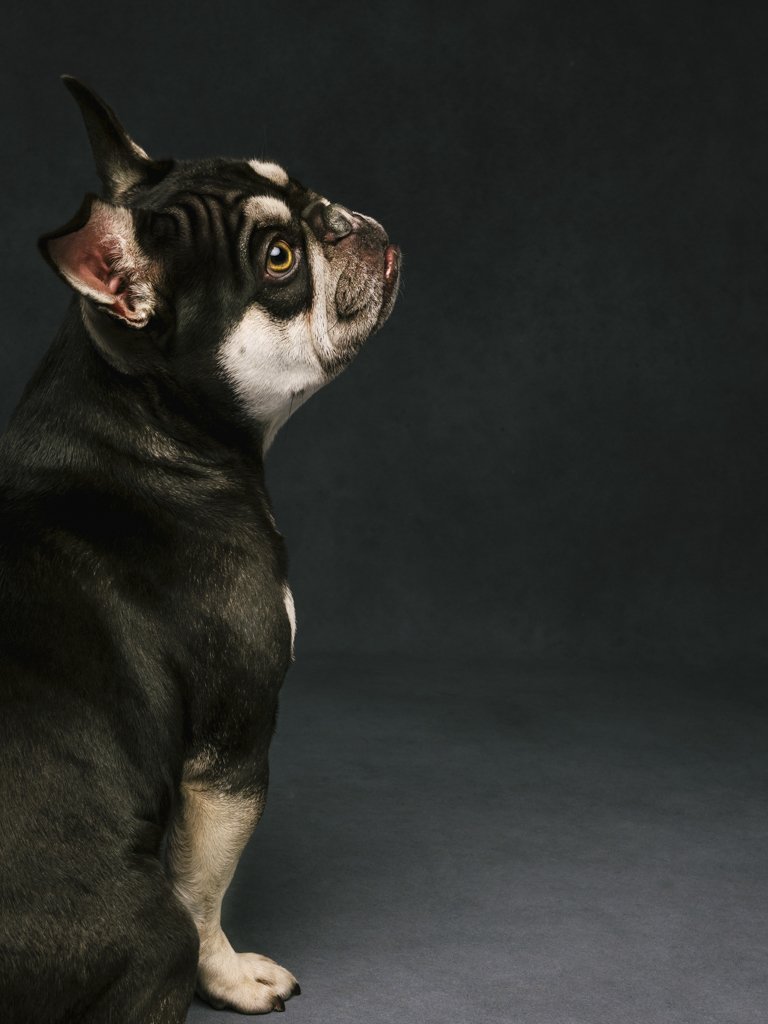 French Bulldog looking upward in studio portrait.