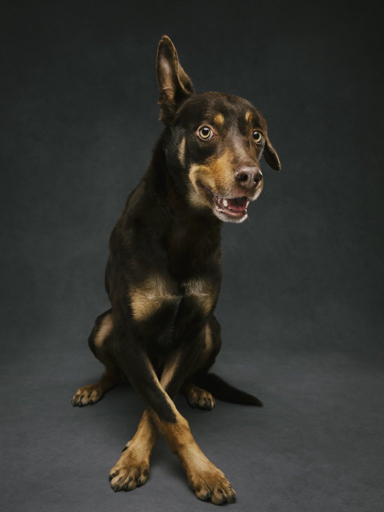 Smiling brown dog sitting on grey background